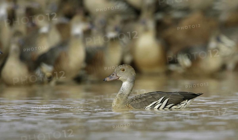 Plumed Whistling Duck (Dendrocygna eytoni), Australia