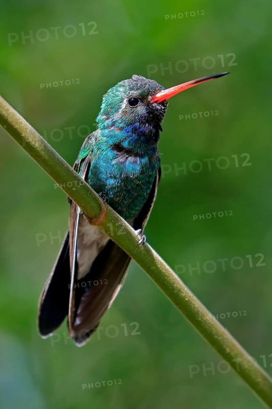 Broad-billed hummingbird (Cynanthus latirostris), adult, male, in perch, Sonoran Desert, Arizona, North America, USA