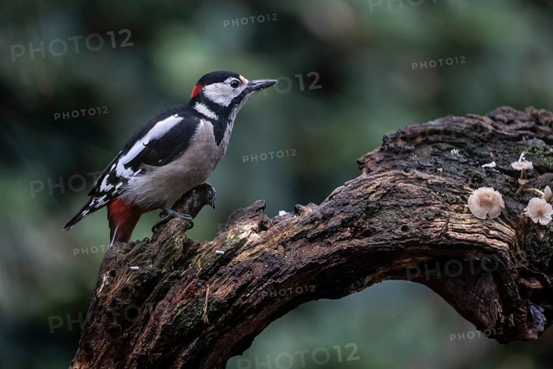 Great Spotted Woodpecker (Dendrocopos major), Emsland, Lower Saxony, Germany