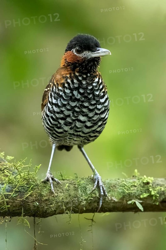 Black-crowned Antpitta (Pittasoma michleri) perched on a branch in Panama
