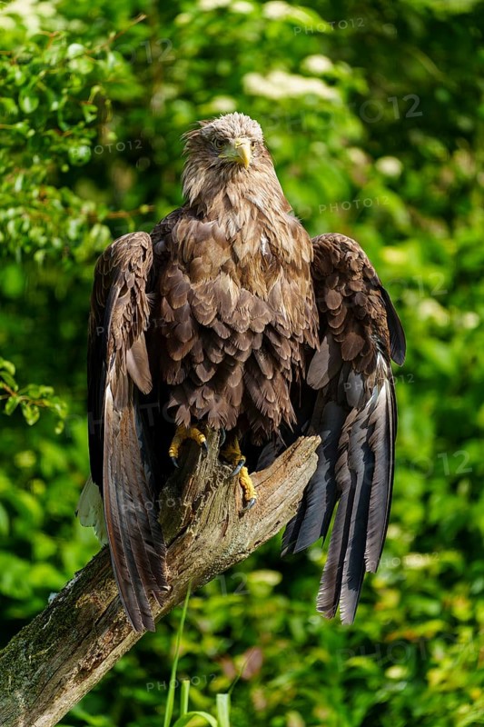 Eagle resting on a tree trunk with dense foliage, white-tailed eagle (Haliaeetus albicilla), France