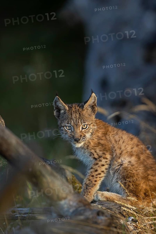 One young (10 weeks old) male Eurasian lynx, (Lynx lynx), resting on a rotten tree
