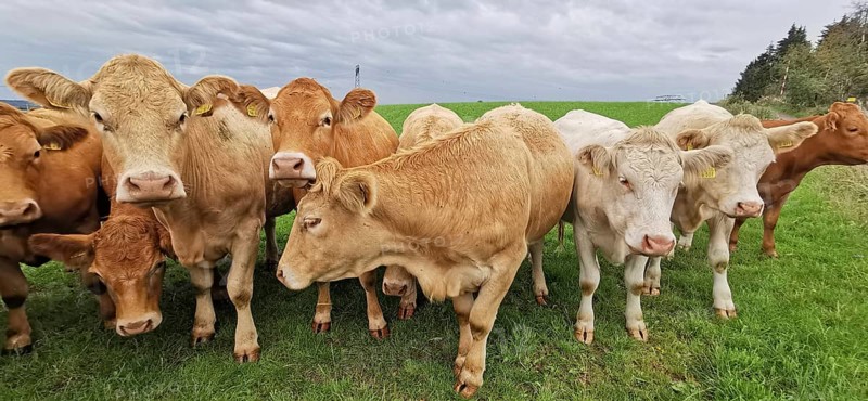 A group of cows (bos taurus) stands quietly in a wide meadow under a cloudy sky, Franconian Forest nature park Park