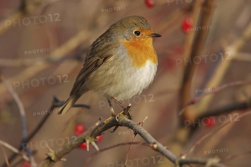 European Robin (Erithacus rubecula), Aargau, Switzerland