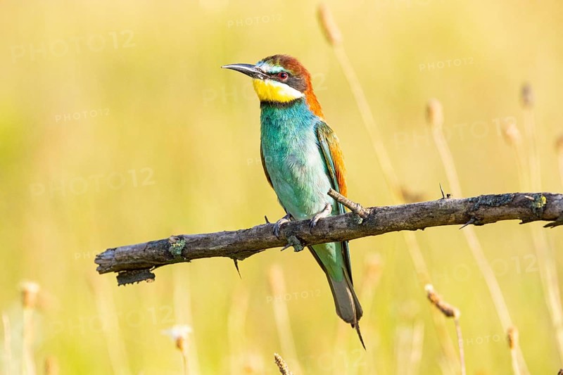 Bee-eater (Merops apiaster) Hungary, bee-eater, Hungary, sitting room, Hungary