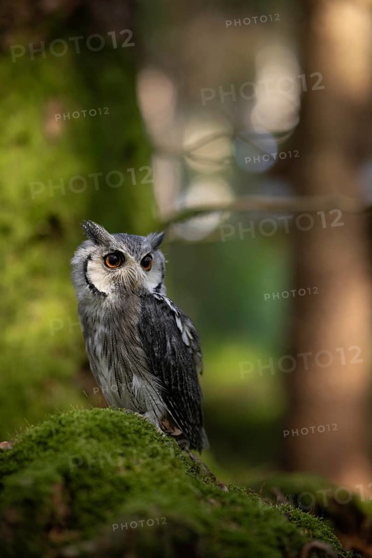 Southern White-faced Owl (Ptilopsis granti) captive, Germany