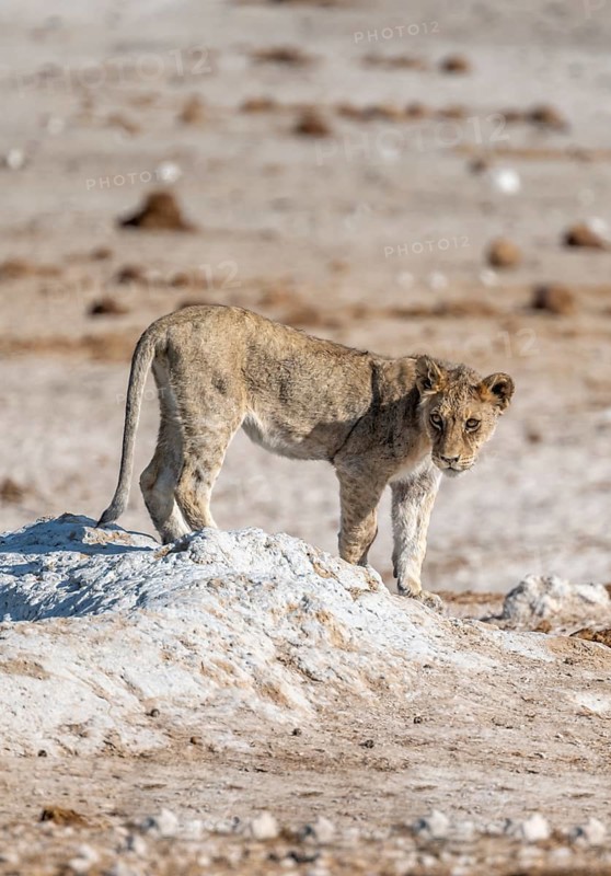 Lion (Panthera leo), young at the waterhole, Nebrowni waterhole, Etosha National Park, Namibia