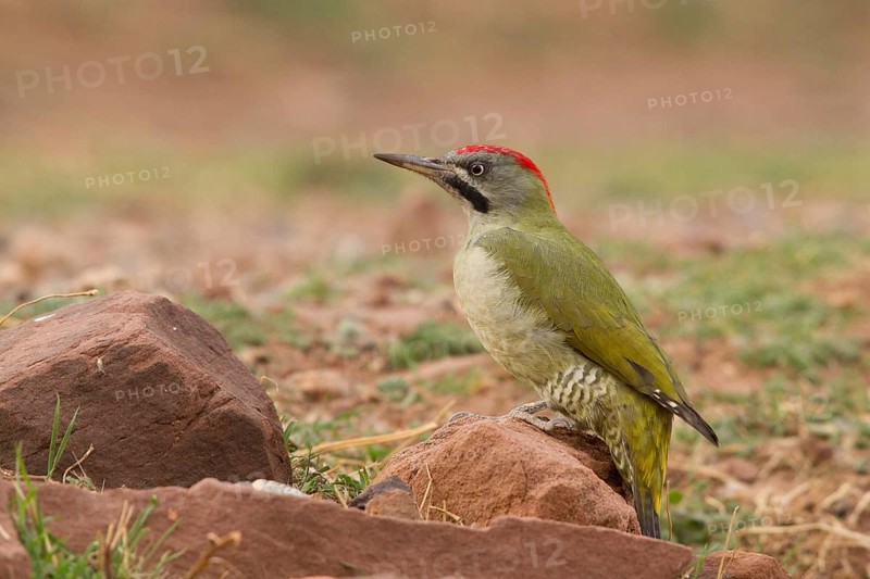 Levaillant's Woodpecker (Picus vaillantii) male, Morocco