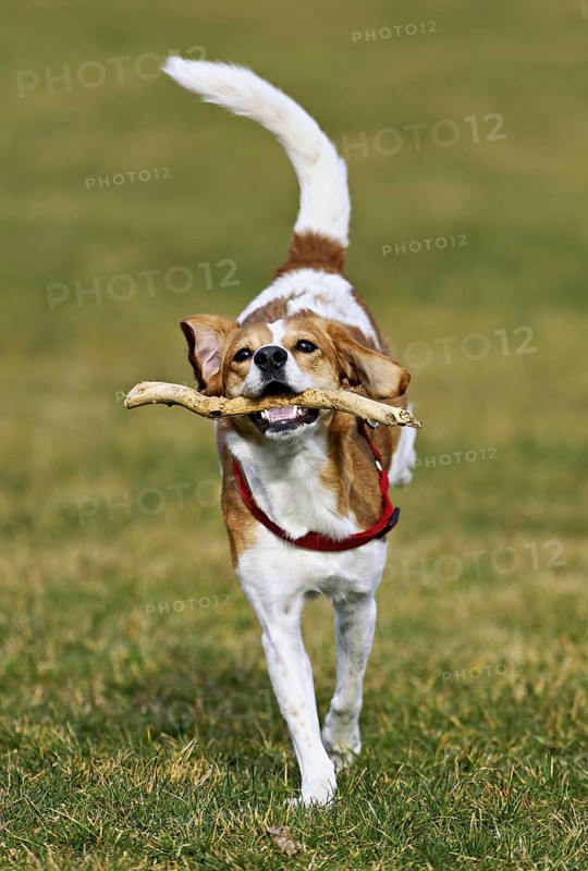 Beagle with branch in mouth jumps across meadow, Switzerland