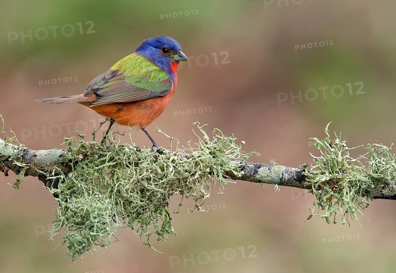 Painted Bunting (Passerina ciris) male perched on a lichen branch, Texas, USA