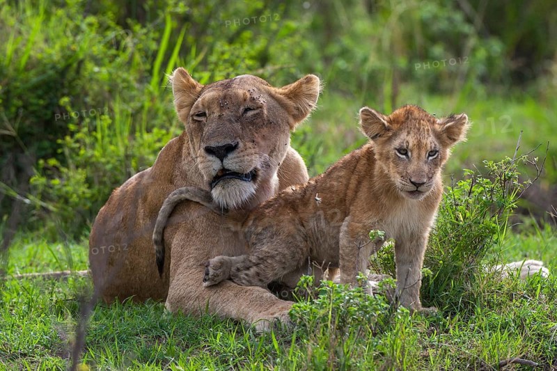 Lioness (Panthera leo) motherly love, South Africa
