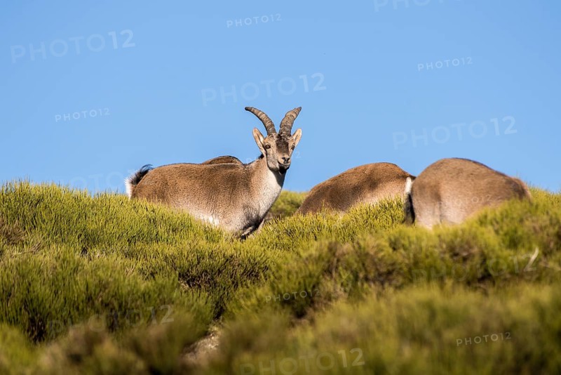 An Iberian Ibex stands atop a sunlit, grassy mountain slope. Its alert gaze and detailed fur reflect the wild beauty of its natural habitat, captured in warm, soft light
