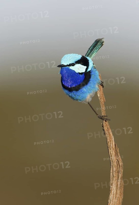 Splendid Fairywren (Malurus splendens callainus) male, Australia