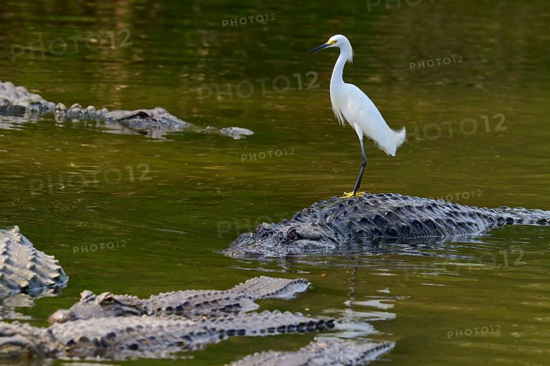 A heron stands vigilant on a crocodile surrounded by other crocodiles, Great Egret (Egretta thula), American Alligator (Alligator mississippiensis), Orlando, Florida, USA