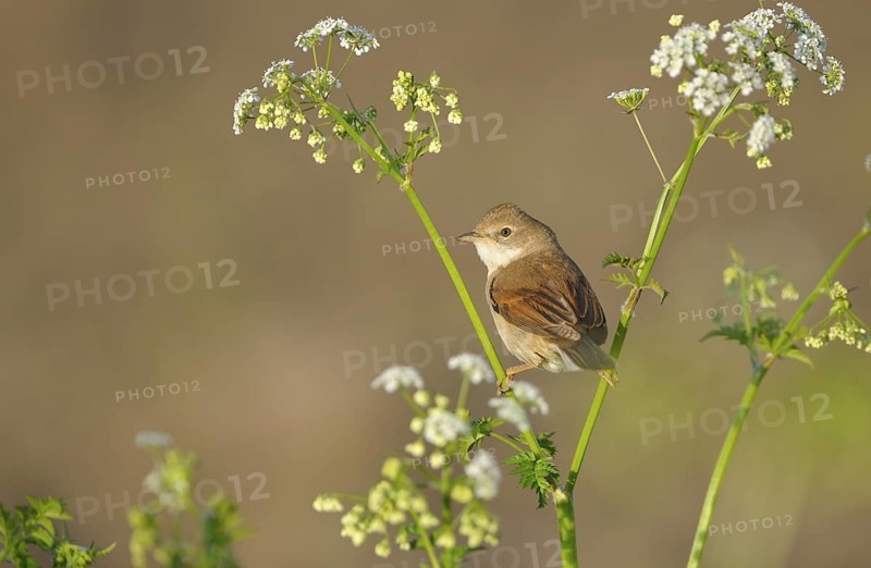 Dorngrasmuecke (Sylvia communis), Whitethroat, Weibchen, morgens, Mai, NSG Dingdener Heide, Nordrhein-Westfalen, Deutschland