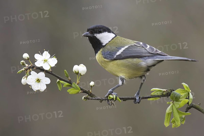Great Tit (Parus major), Asturias, Spain
