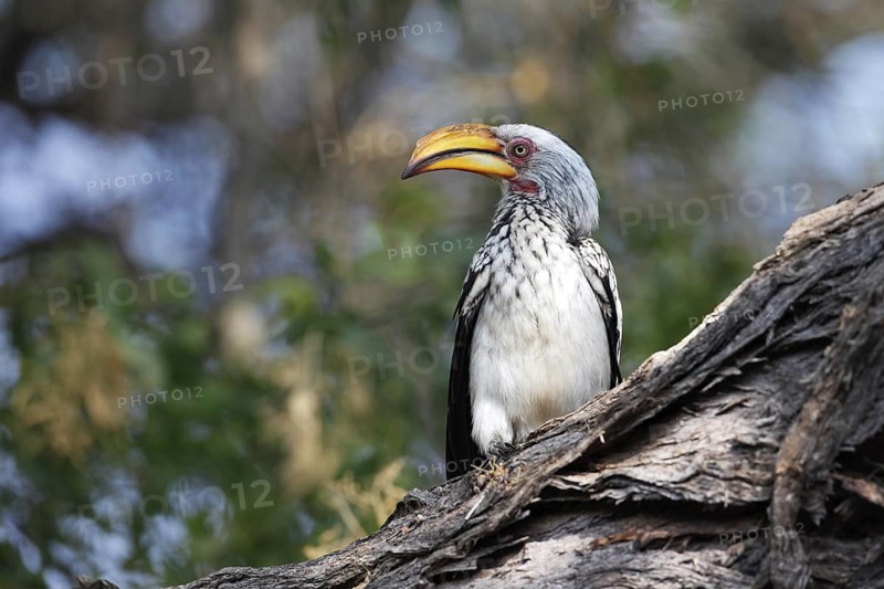 Southern Yellow-billed Hornbill (Tockus leucomelas), Namibia
