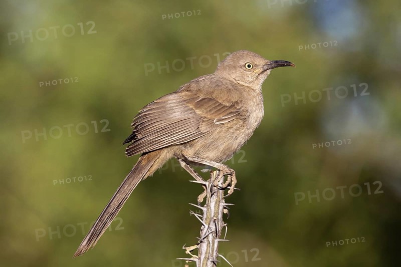 Curve-billed Thrasher Toxostoma curvirostre Amado, Santa Cruz County, Arizona, United States 7 May Immature Mimidae