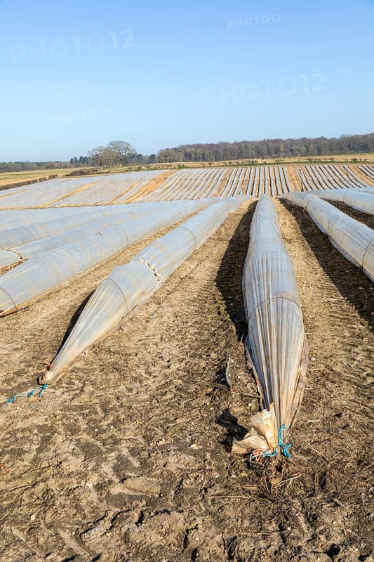 Polythene cloches, polytunnels, folio tunnels, running across farmland field to protect crops from frost, Wantisden, Suffolk, England, UK