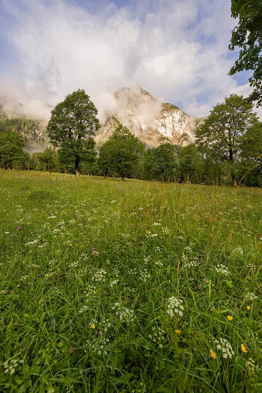 Sycamore maple trees, Acer pseudoplatanus, in summertime. Mountains in the background. Nature conservancy area Grosser Ahornboden, Karwendel mountains, Austria