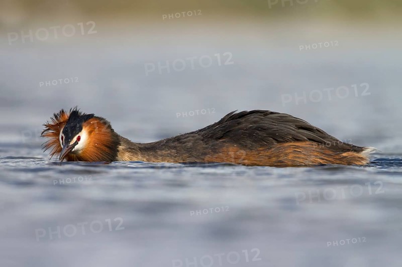 Great Crested Grebe (Podiceps cristatus), Utrecht, Netherlands