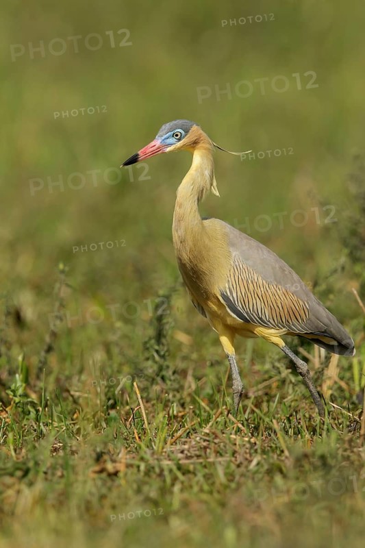 Whistling Heron (Syrigma sibilatrix) feeding in a wetland area in the Pantanal region of Brazil
