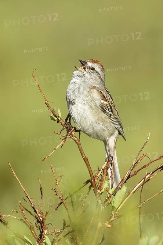 American Tree Sparrow (Spizelloides arborea) singing, Alaska, USA