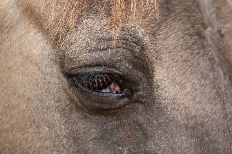 Konik pony (Equus ferus caballus) adult horse animal close up of an eye, England, United Kingdom