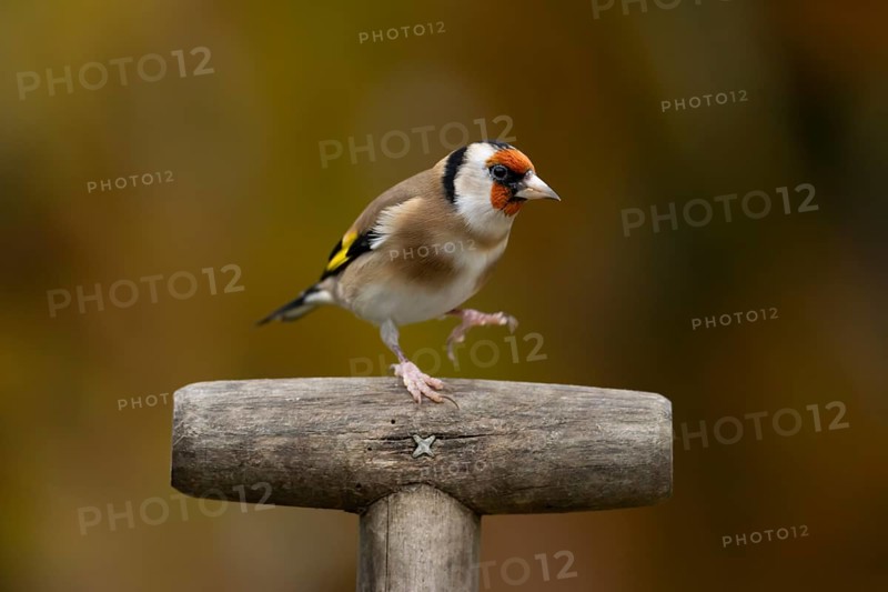 European goldfinch (Carduelis carduelis) adult garden bird on a fork handle in autumn, England, United Kingdom