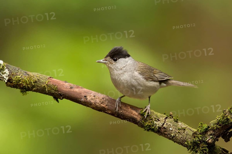 Eurasian Blackcap (Sylvia atricapilla) male, Utrecht, Netherlands