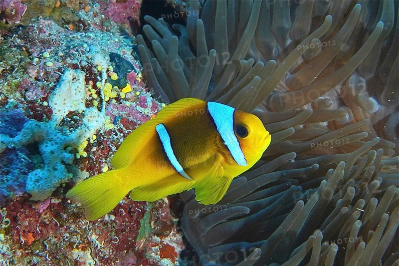 Red sea anemonefish (Amphiprion bicinctus)