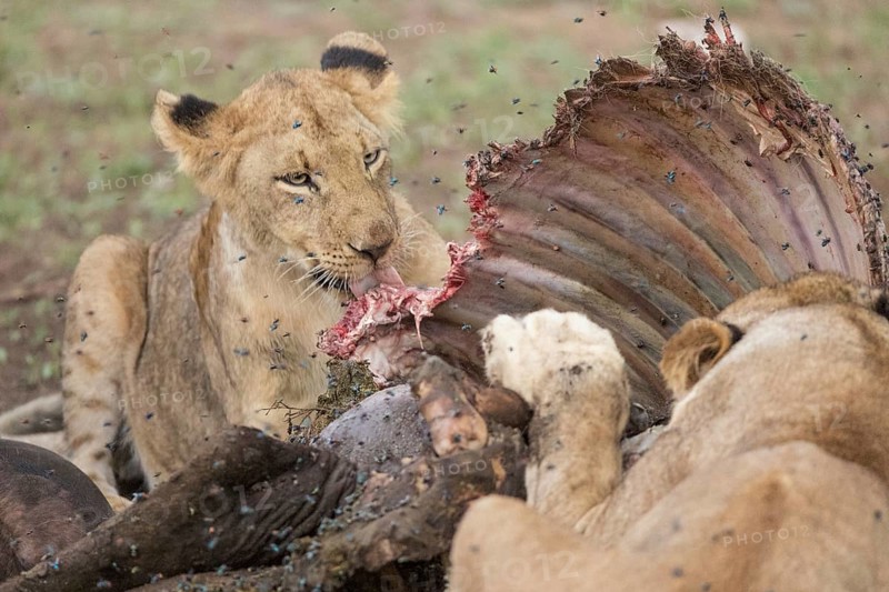 African Lion (Panthera leo) females feeding on kill, Sabi Sands, South Afrika