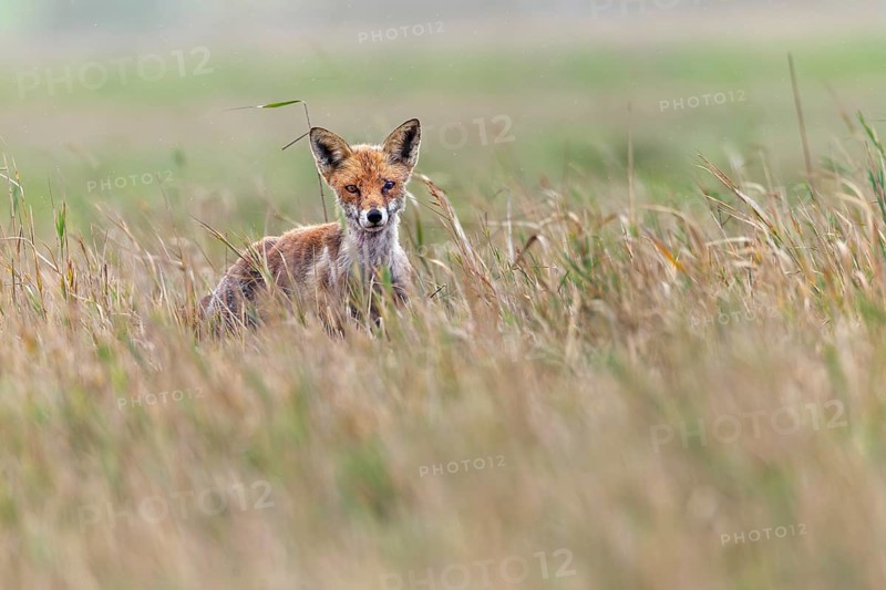 The life of the red fox (Vulpes vulpes) is not an easy one and this older specimen shows the traces, marked by life, September, Denmark