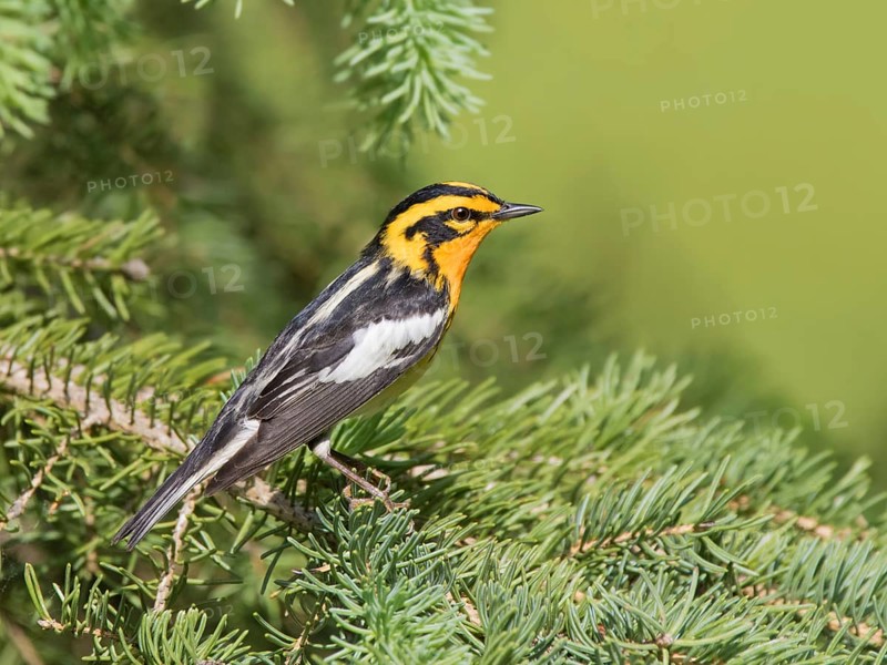 A male Blackburnian Warbler (Setophaga fusca) in a spruce tree at Emma Lake, Saskatchewan