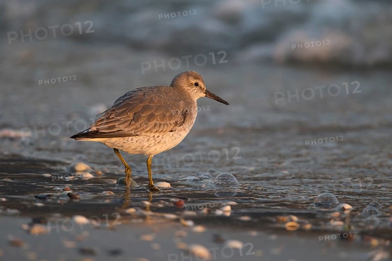 Red Knot (Calidris canutus) juvenile foraging at shoreline, Vlieland, Netherlands