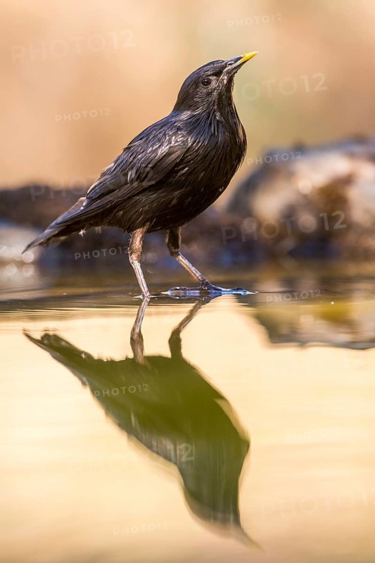 Spotless Starling (Sturnus unicolor) at waterhole, Andalusia, Spain