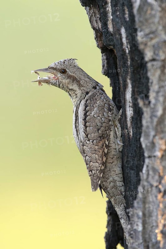 Eurasian Wryneck (Jynx torquilla), Nizhegorodskaya, Russia