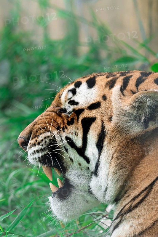 Close-up view of a Bengal tiger, Panthera tigris tigris, with detailed fur patterns and vibrant colors among greenery