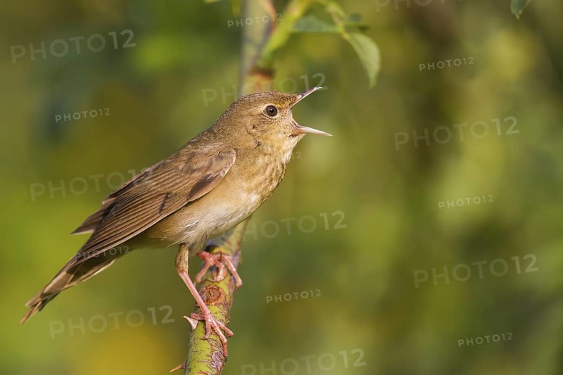 River Warbler (Locustella fluviatilis) singing, Hungary