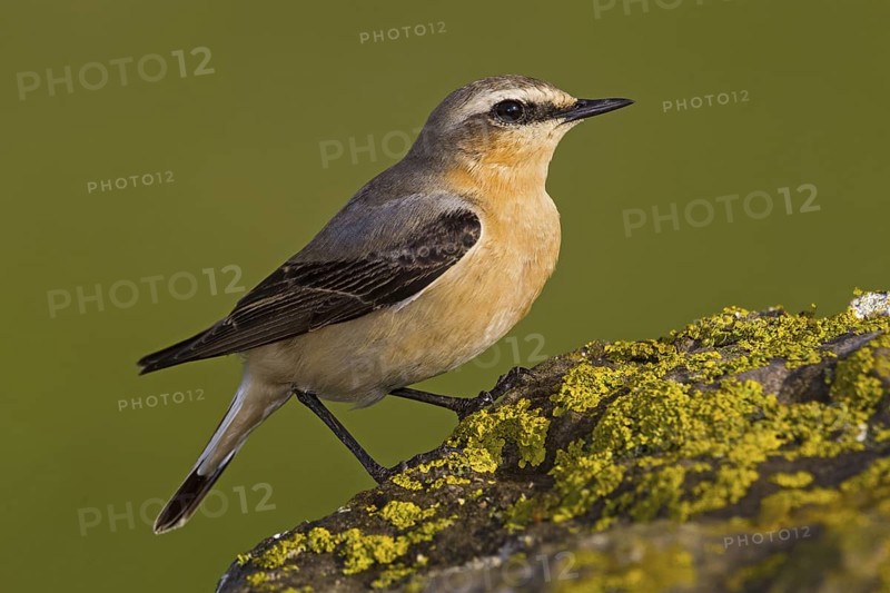 Northern Wheatear. Steinschmätzer, Chasco-cinzento, Oenanthe oenanthe, Collalba Gris, Culbianco olartico, Traquet motteux