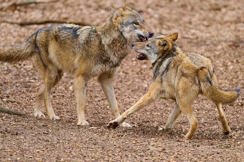 Two wolves interacting in the forest with snouts pointing at each other, showing playful confrontation, Wolf (Canis Lupus), Germany