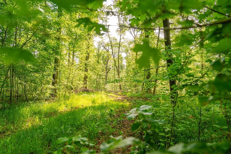 A shady forest path surrounded by green leaves and sunlight, forest pasture project, compensatory measure for the Hermann Hesse railway, Gechingen, Calw district, Germany