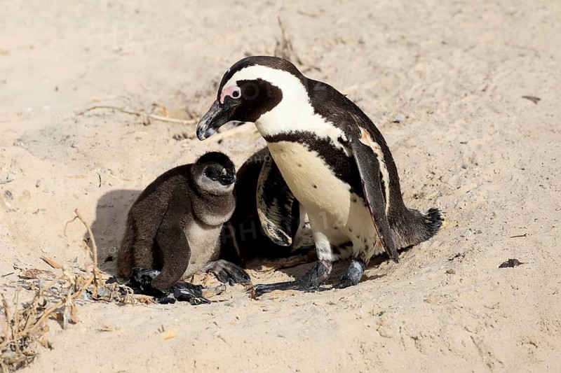 African penguin (Spheniscus demersus), adult, two chicks, nest, beach, Boulders Beach, Simonstown, Western Cape, South Africa, Africa, Germany