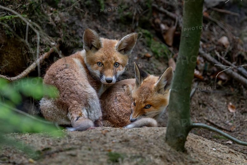 Red fox cubs (Vulpes vulpes) are always a sweet sight, animal cubs, cute, youth, May, Germany