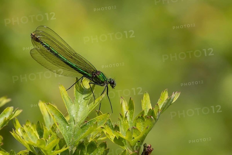 Banded demoiselle damselfly (Calopteryx splendens) adult female insect resting on a Hawthorn tree in summer, Suffolk, England, United Kingdom