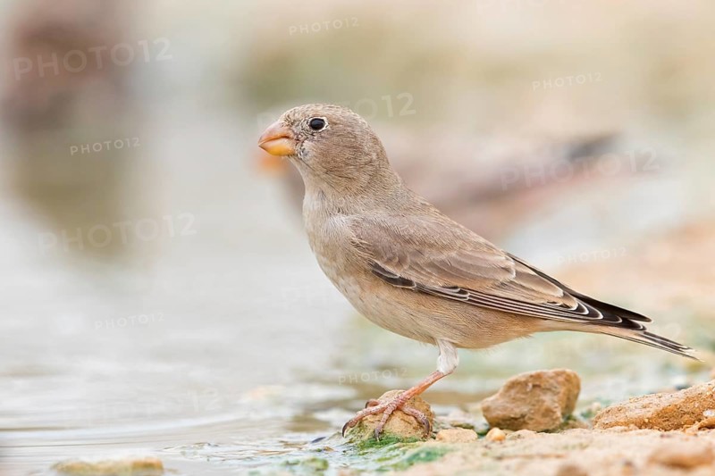 Desert Finch, Finch Family, Finch, Trumpeter Finch, (Rhodopechys githaginea), Roselin githagine, Bouvreuil githagine, Camachuelo Trompetero, Celias Waterhole, Ezuz, HaDarom, Israel