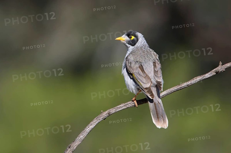 Noisy Miner (Manorina melanocephala), Victoria, Australia