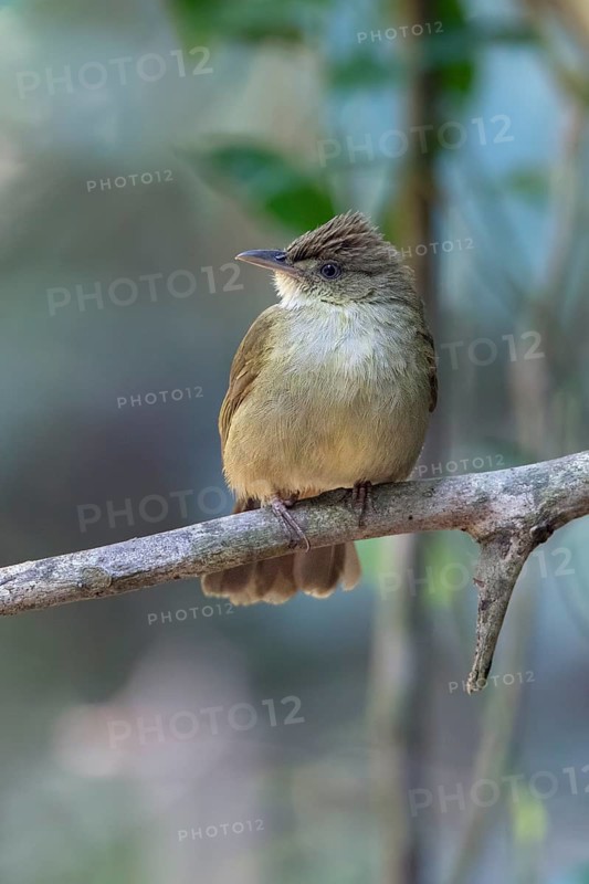Grey-eyed Bulbul (Iole propinqua) perched on a branch, Di Linh, Vietnam