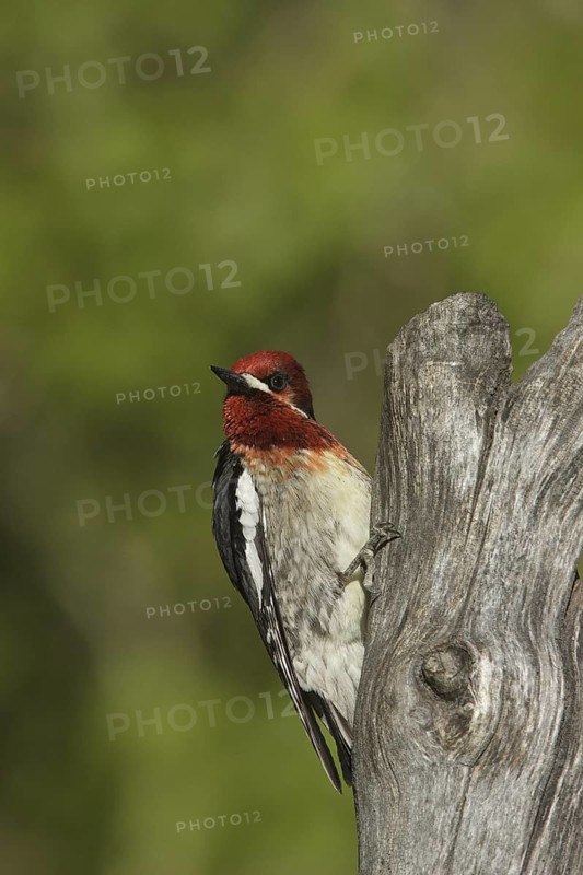 Red-breasted Sapsucker (Sphyrapicus ruber), California, USA