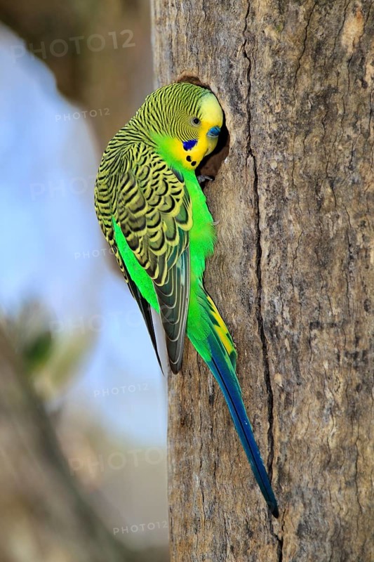 Budgerigar (Melopsittacus undulatus), adult, male, at breeding box, Alice Springs, Northern Territory, Australia